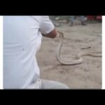 बड़ा झटका! अब Ola-Uber में नहीं चलेंगी 8 साल से पुरानी गाड़िया