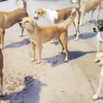 Dehradun News : दुबई के लिए देहरादून से 1.2 मीट्रिक टन गढ़वाली सेब की खेप रवाना