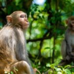 कोर्ट में वकीलों की गुंडागर्दी: बुजुर्ग मां के सामने खींचकर बेटे को बेरहमी से पीटा, Video देख खौल जाएगा खून