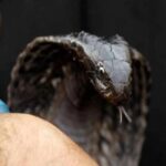 शहीद हुए वीर बलदेव चंद को सेना ने दी श्रद्धांजलि