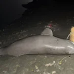 प्रयागराज में उमड़ा आस्था का जनसैलाब , कड़े सुरक्षा इंतजाम