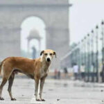 48 घंटों तक ट्रेडमिल पर दौड़ा.. ओडिशा के सुमित ने बना डाला गिनीज़ वर्ल्ड रिकॉर्ड